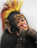 monkey-2.jpg