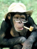 5 monos.jpg