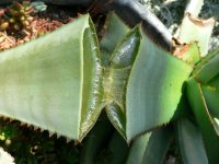 aloe-vera-hoja.jpg