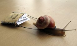 caracol-cartero.jpg