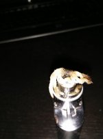 IMG_20150120_040727.jpg