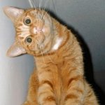 gato-buho-gracioso.jpg