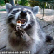 Angry racoon