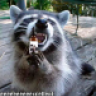 Angry racoon