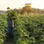 InFocus: Redefiniendo el panorama de la nicotina a través de la ciencia y la innovación agrícola