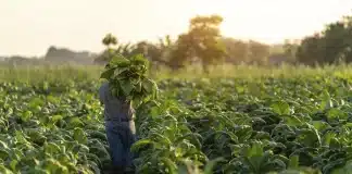 InFocus: Redefiniendo el panorama de la nicotina a través de la ciencia y la innovación agrícola